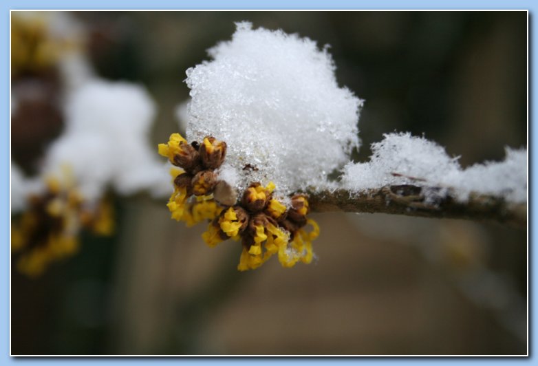 Arnhem Snow 056